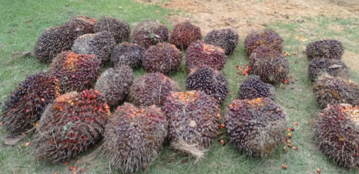 Curi TBS, Anak Dibawah Umur Di Polisikan Pemilik Kebun Sawit