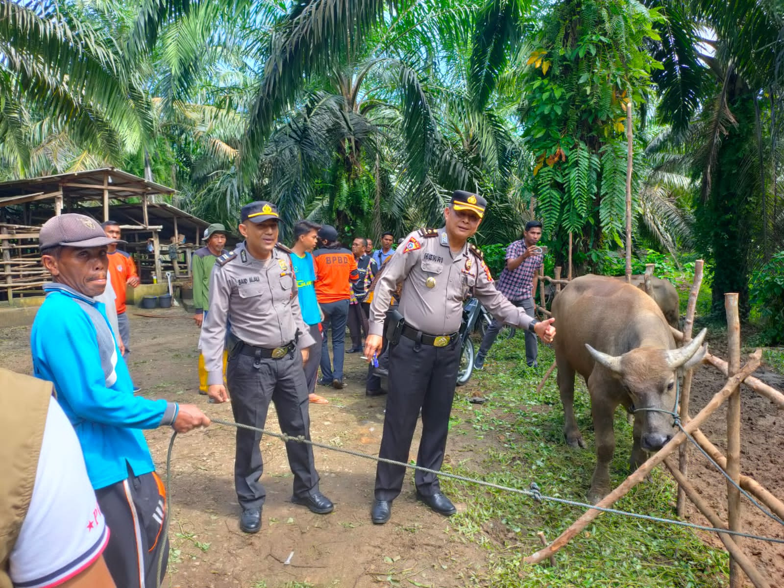 Sinergitas TNI-Polri dan Instansi Terkait Dalam Mencegah Penyebaran PMK di Kabupaten Kuantan Singing