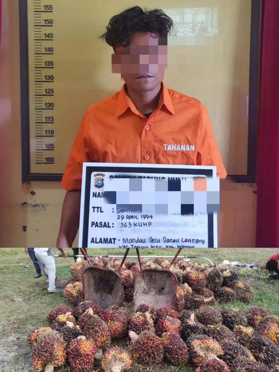 Polisi Ringkus Pelaku Pencurian Buah Sawit, Milik PT BSP 145 Tandan