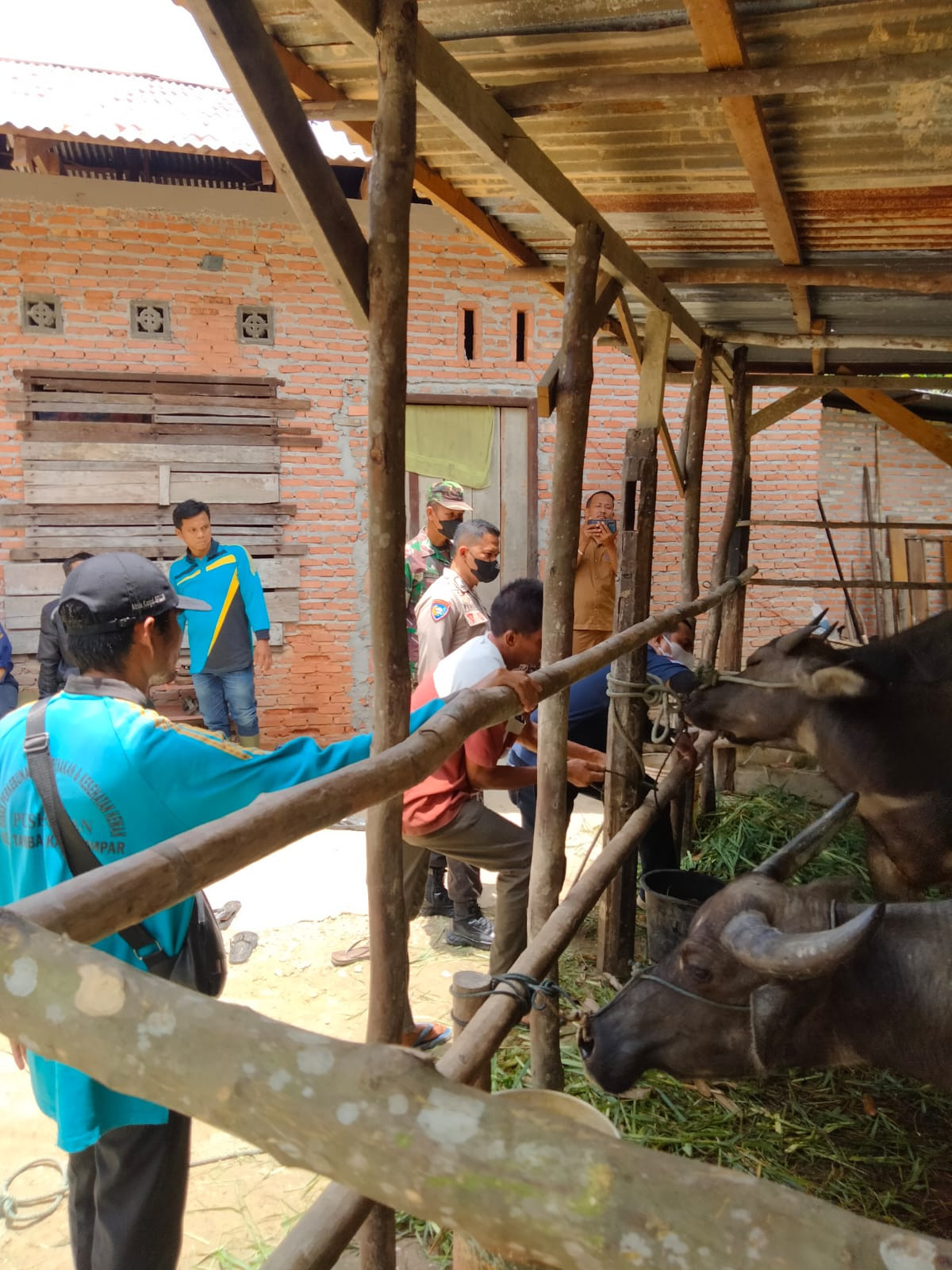Puluhan Kerbau Mati Mendadak di Desa Kuapan 
