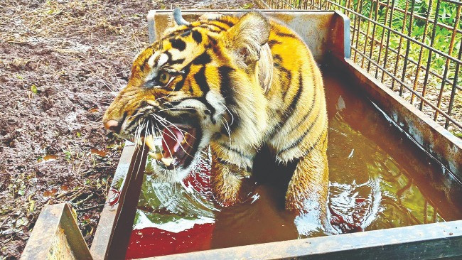 Pekerja HTI Nyaris jadi Mangsa Harimau di Hutan