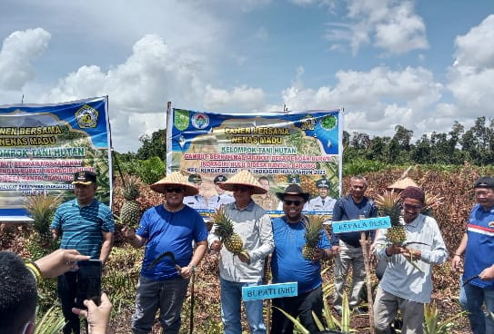 Pemda Inhu Hadiri Panen Raya Nanas Madu di Desa Rantau Bakung 