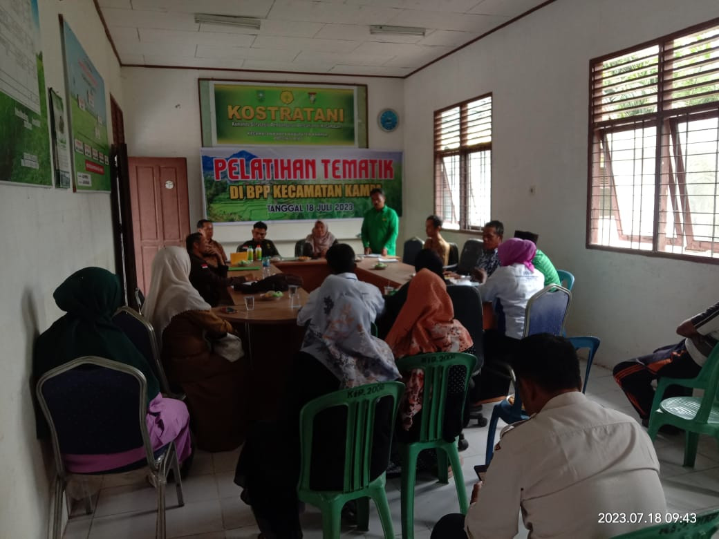 Jerami Dari Petani di Kecamatan Kampa, Bisa di Jadikan Pupuk Organik 