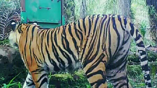 Polisi Minta Warga yang Kampungnya Didatangi Harimau Mengungsi