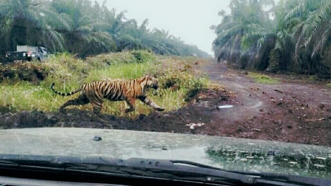 Harimau Mangsa Penebang Kayu di Inhil Muncul Lagi, Berburu?