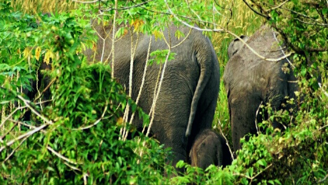 Warga Profil Pelalawan Buat Api Unggun Usir Gajah Rusak Kebun