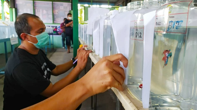 Polisi Tangkap Penjual Ikan Cupang Bodong di Instagram