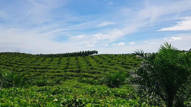 Japnas Riau Lirik Potensi Lidi dan Kelapa Sawit