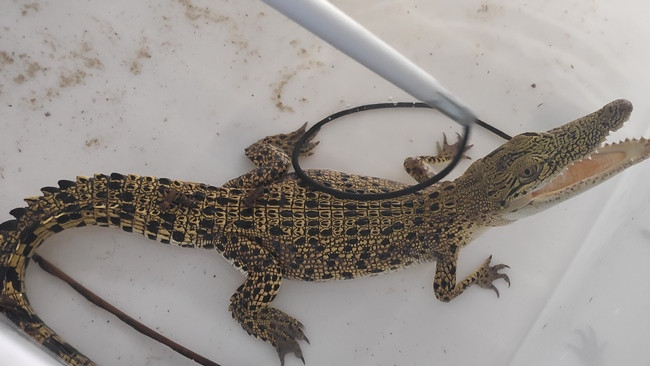 Gadis di Inhil Diterkam Buaya Saat Buang Air