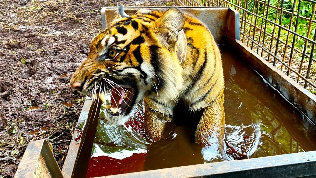 Harimau Terkam Penebang Kayu di Teluk Meranti Hingga Tewas