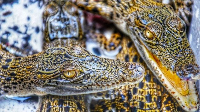 Petugas Bandara Gagalkan Penyelundupan Puluhan Anak Buaya Muara