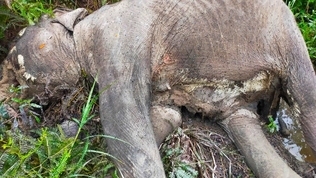 Gajah Sakit yang Sempat Diobati BBKSDA Riau Ditemukan Mati