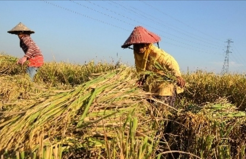 Krisis Pangan Sri Lanka Makin Jadi, Petani Didesak Tanam Padi