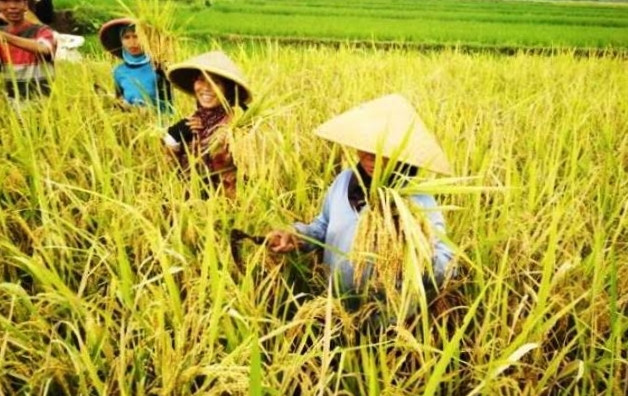 Petani Myanmar Sukar Penuhi Kebutuhan Imbas Naiknya Biaya Pertanian