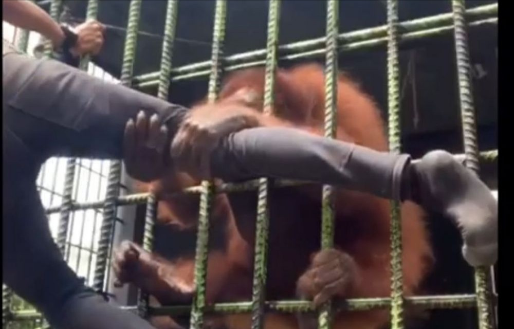 BBKSDA Buka Suara Soal Viralnya Seorang Pria Ditarik Orangutan Di Kasang Kulim Zoo