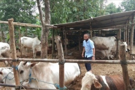 Bantul Catat 460 Ternak Suspek Penyakit Mulut Dan Kuku