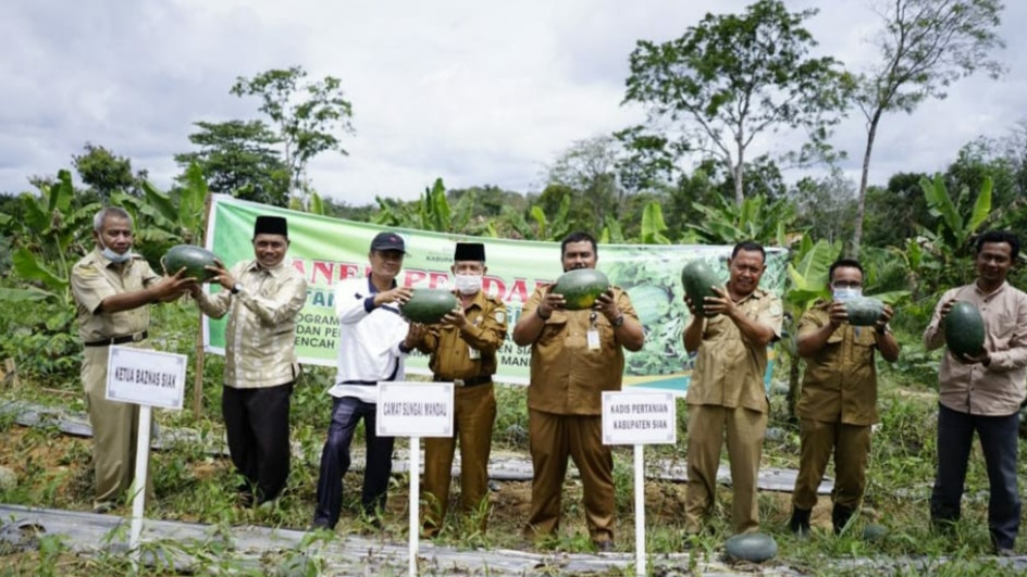 Kelompok Wanita Tani Bencah Umbai Panen Perdana Semangka