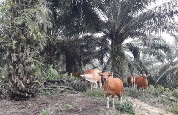 Integrasi Sawit-Sapi Jadi Pilihan, Guna Penuhi Pasokan Daging Nasional
