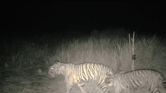 Kamera BBKSDA Riau Rekam 2 Ekor Harimau Remaja, Begini Penampakannya
