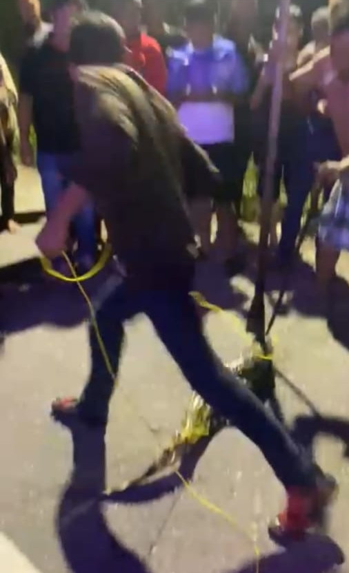 Buaya Muncul Di Parit Warga Panik, Seekor Buaya Dilumpuhkan Warga