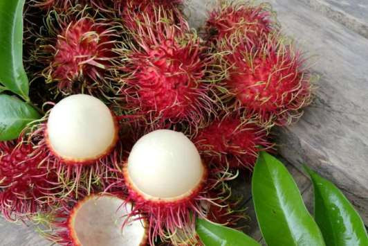 Obati Kencing Manis Dengan Biji Rambutan 